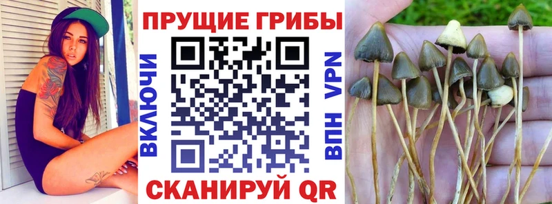 blacksprut сайт  Троицк  Псилоцибиновые грибы GOLDEN TEACHER  где купить наркотик 